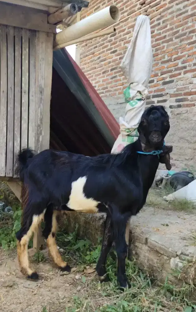 Kambing akikah jantan betina pupak
