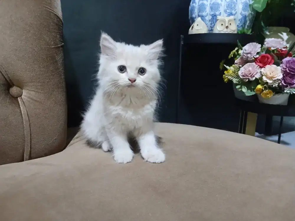 Kucing kitten/ anakan kucing