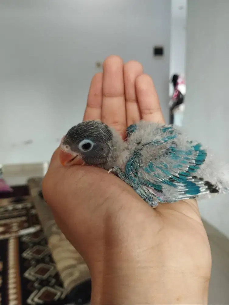 Lolohan burung Lovebird