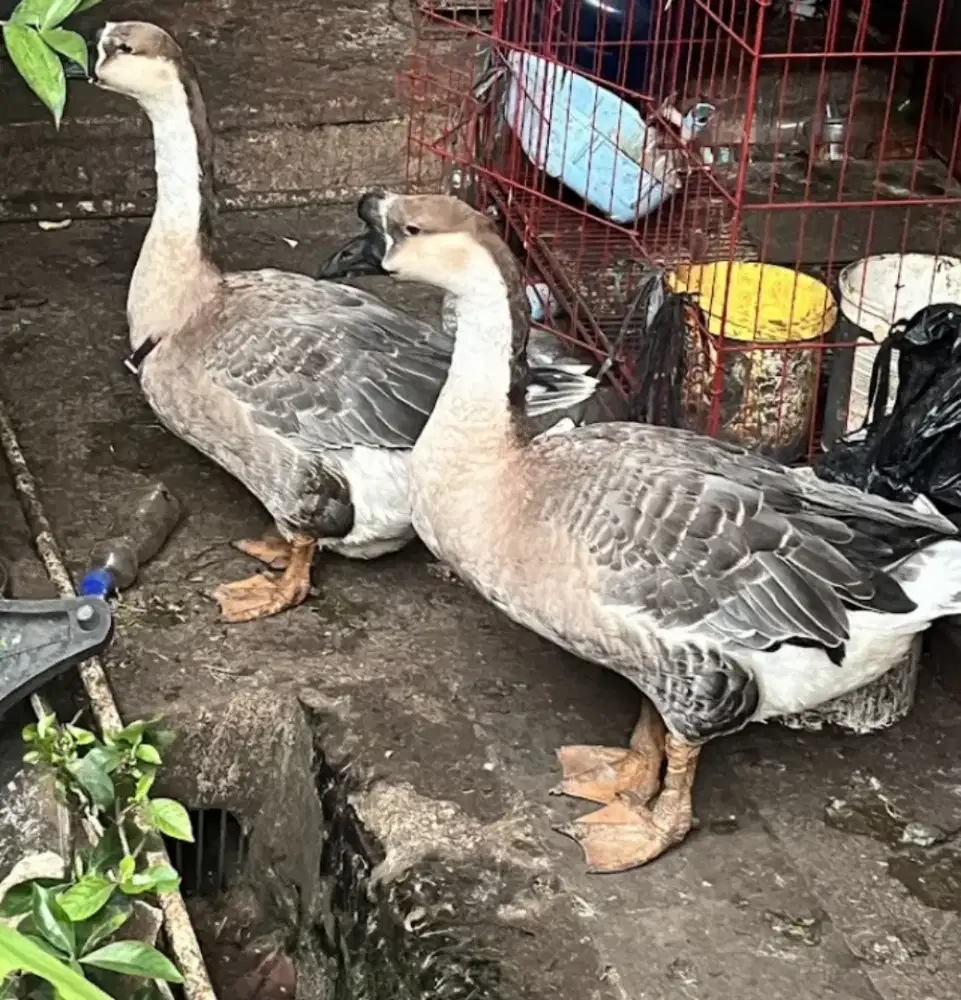 Angsa soang benggala sepasang siap produksi