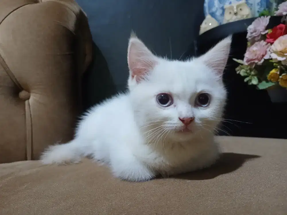 Kucing kitten / anakan kucing