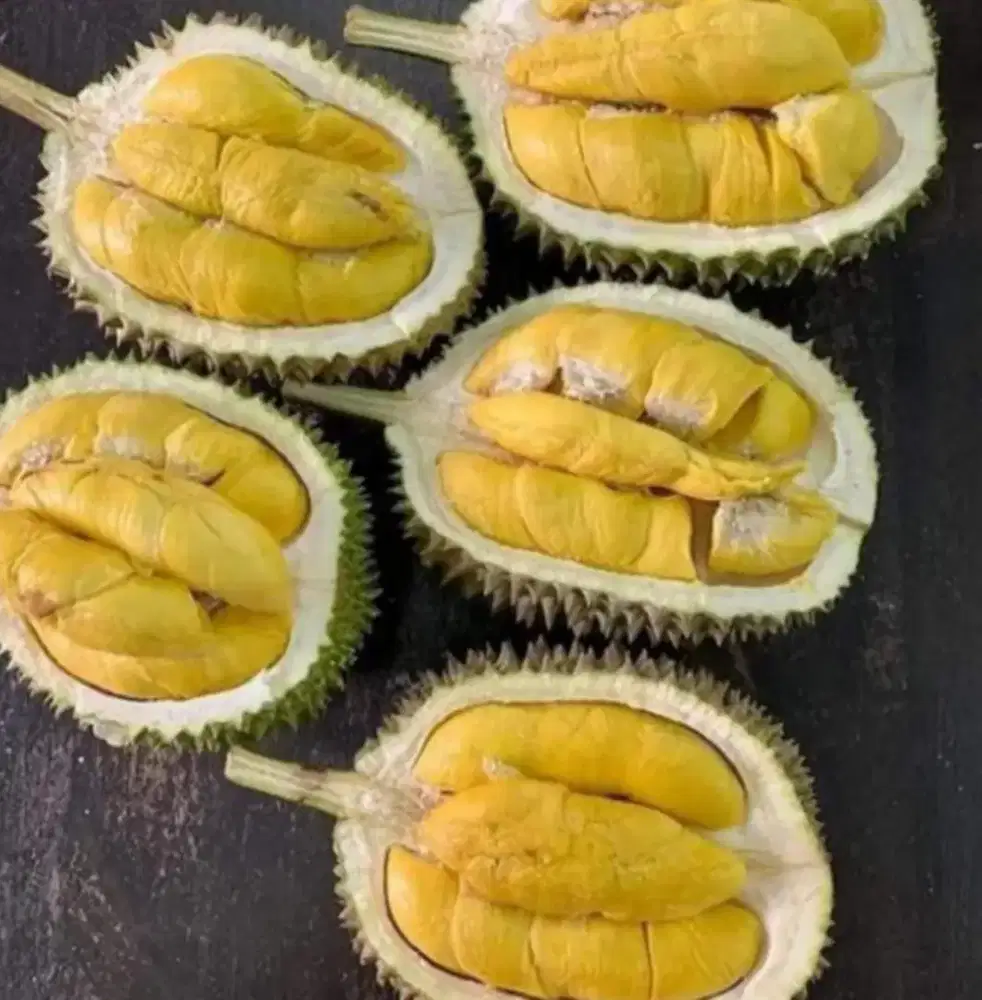 Bibit Durian D24 Cepat Berubah Lebat