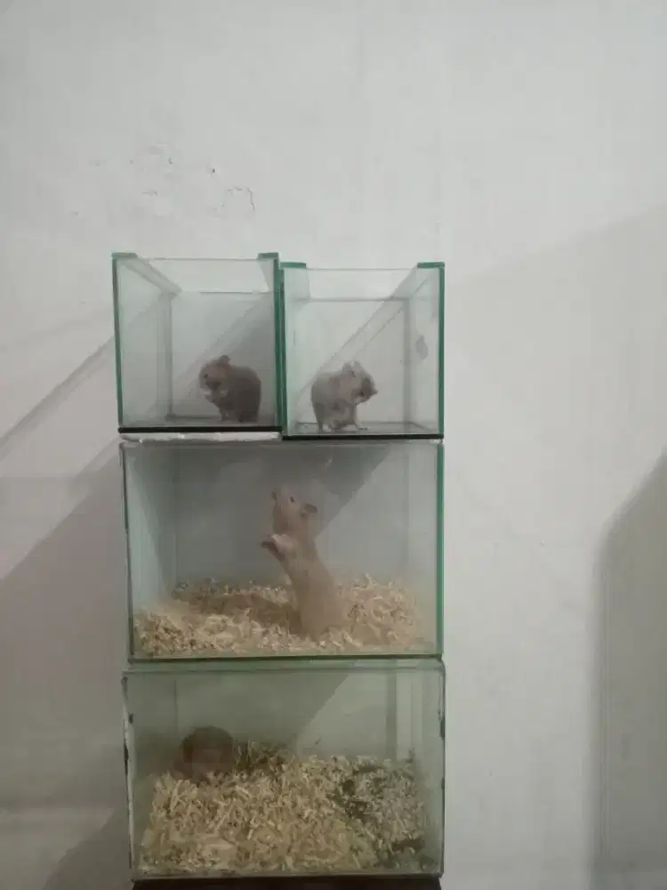 hamster dan aquarium kaca