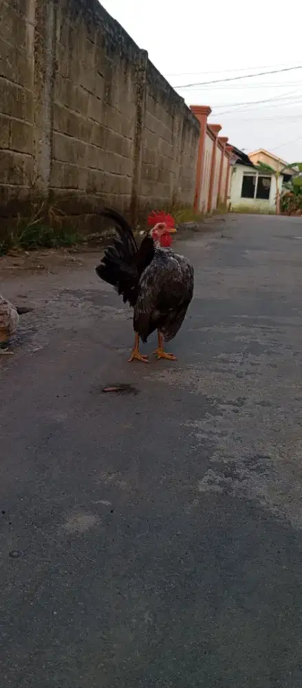 Sepasang ayam Kate serama