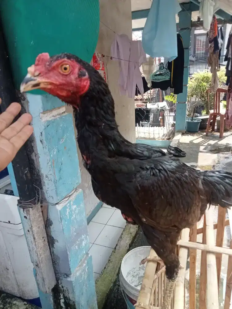 Ayam Bangkok line blackbull