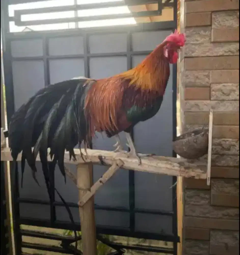 Jual santai ayam