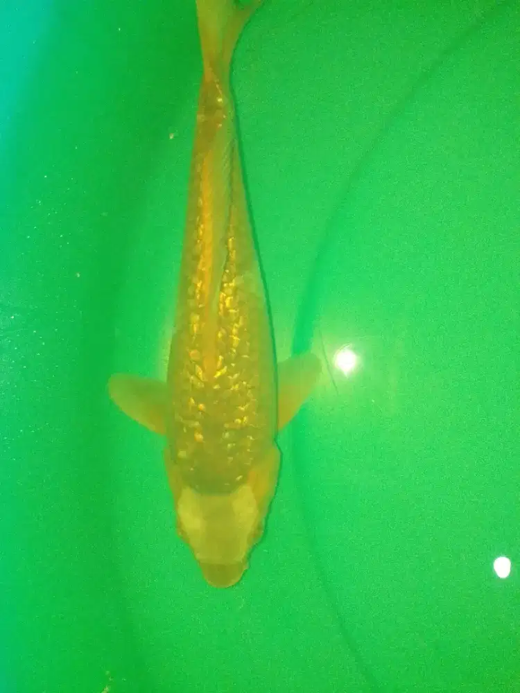 Ikan koi jenis Tancho Sabikoyo Ginrin 30cm