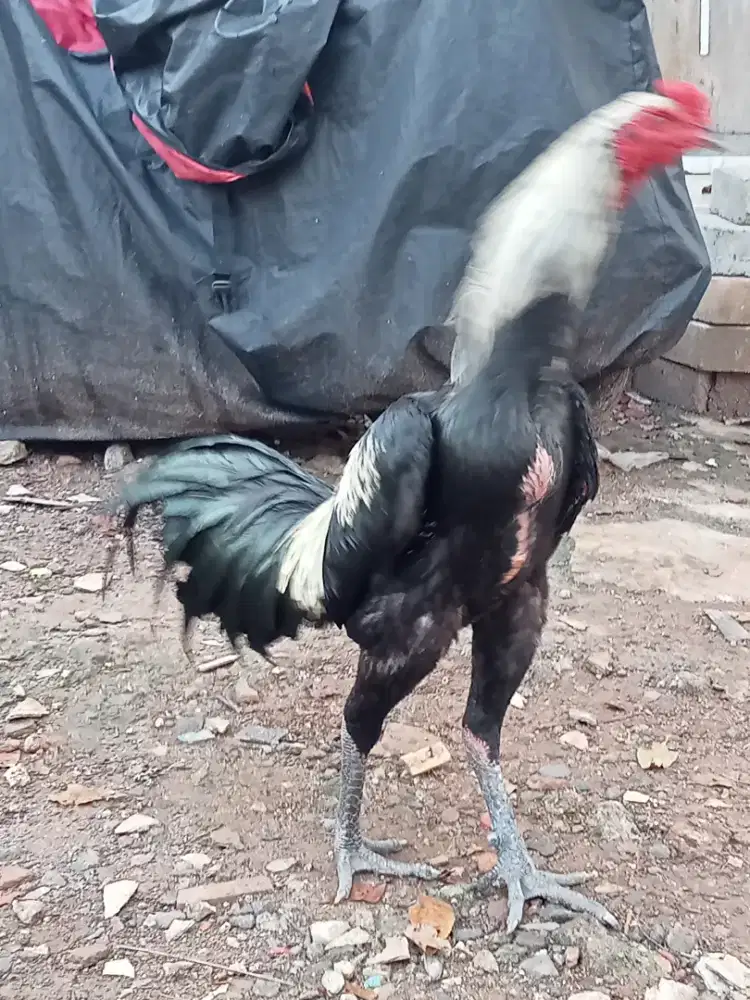 Ayam Bangkok Mangon