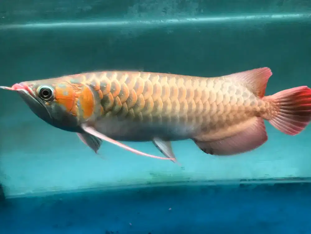 Arwana super red Sepauk  sr Kalimantan barat