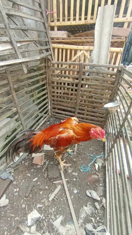 Ayam Bangkok aduan