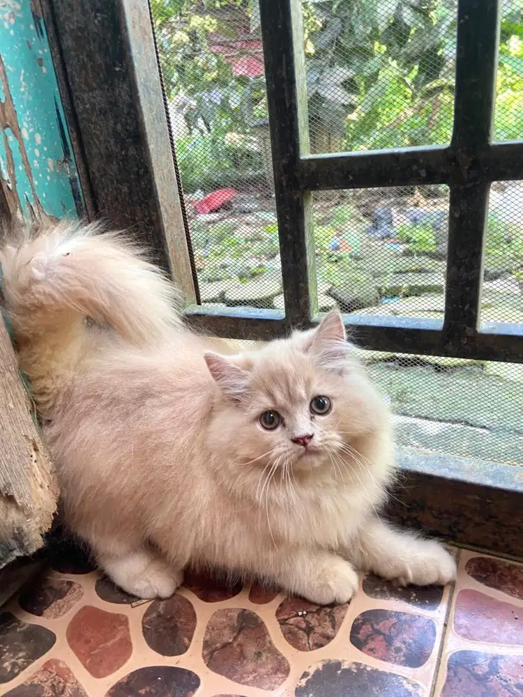 Kitten flatnose jantan
