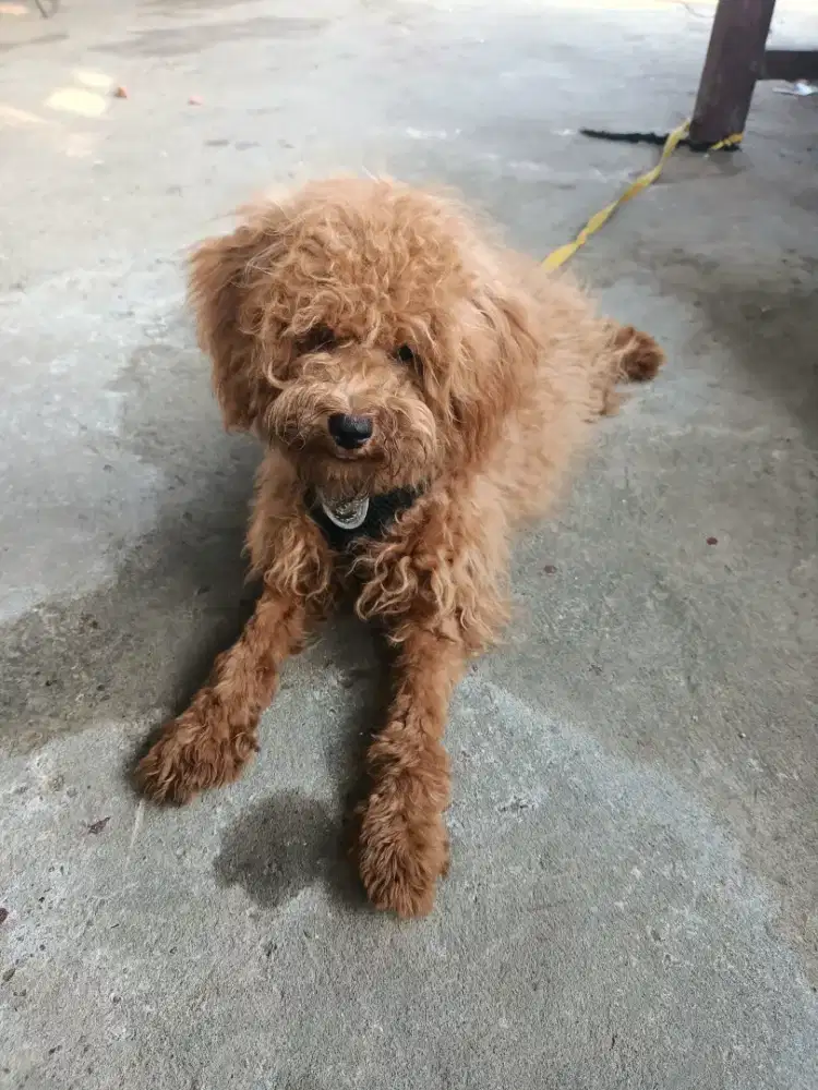 Jual Anjing Red Poodle Betina