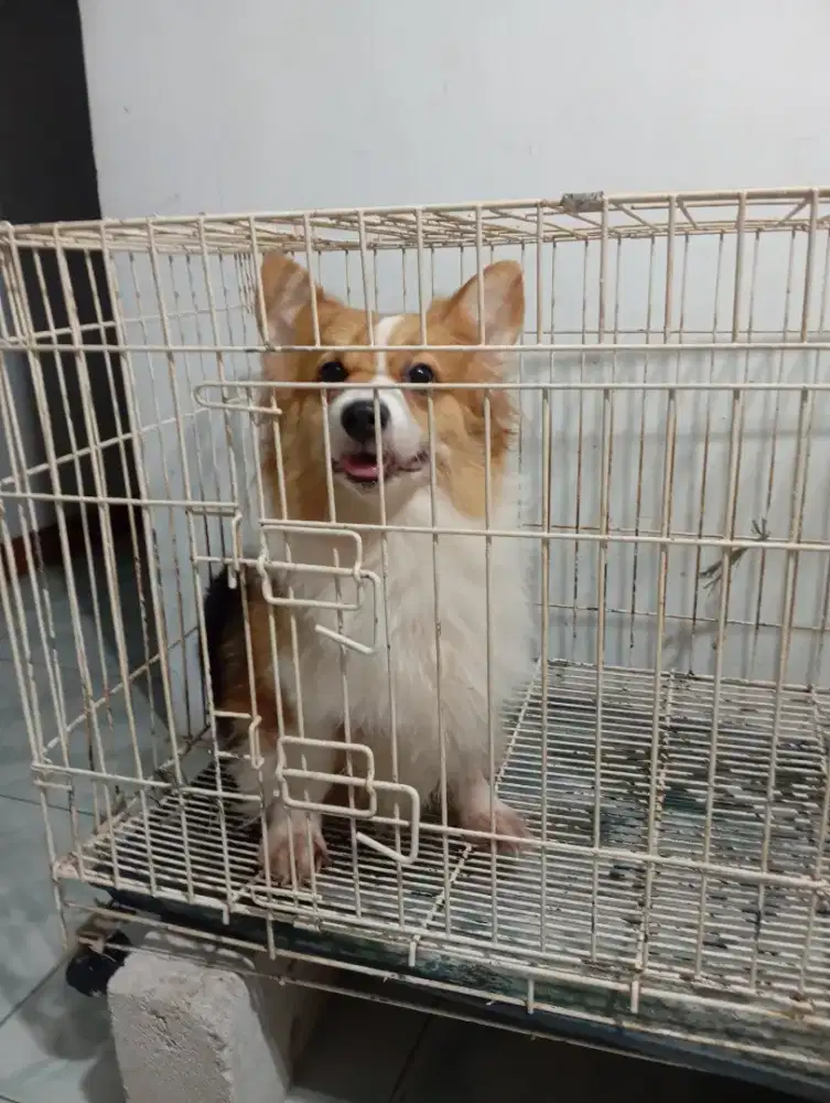 Corgy Betina ( Dewasa )