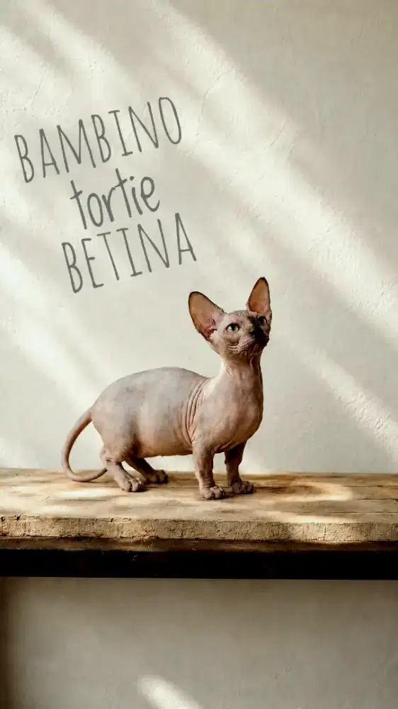 Kitten bambino tortie betina