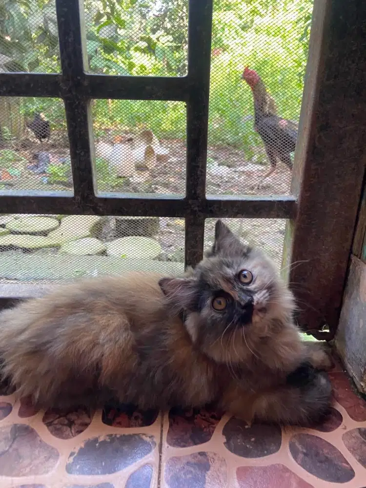 Kitten betina tortie