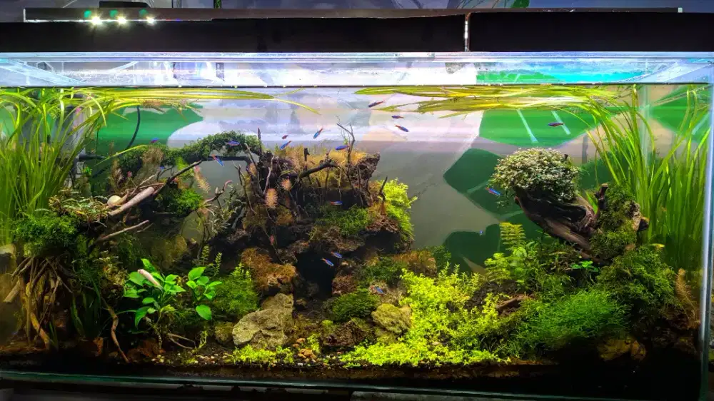 Jasa setting aquascape bogor