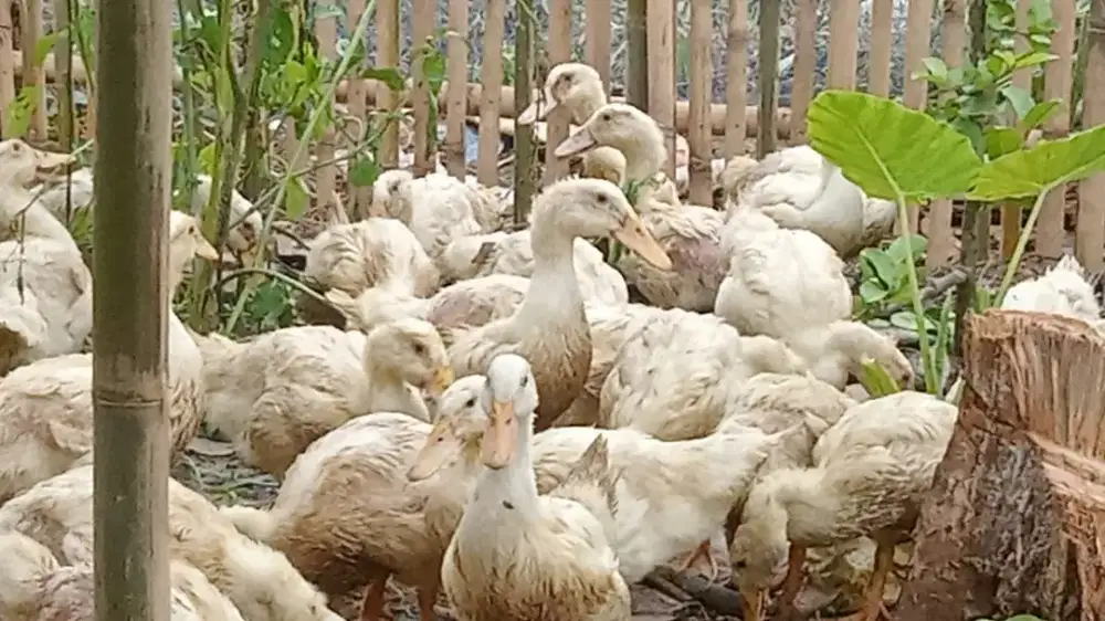 Menjual Bebek Pekking