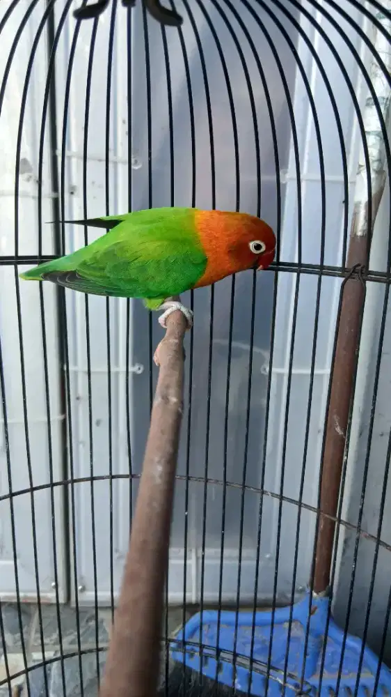 Burung lovebird LB betina dewasa biola opaline green