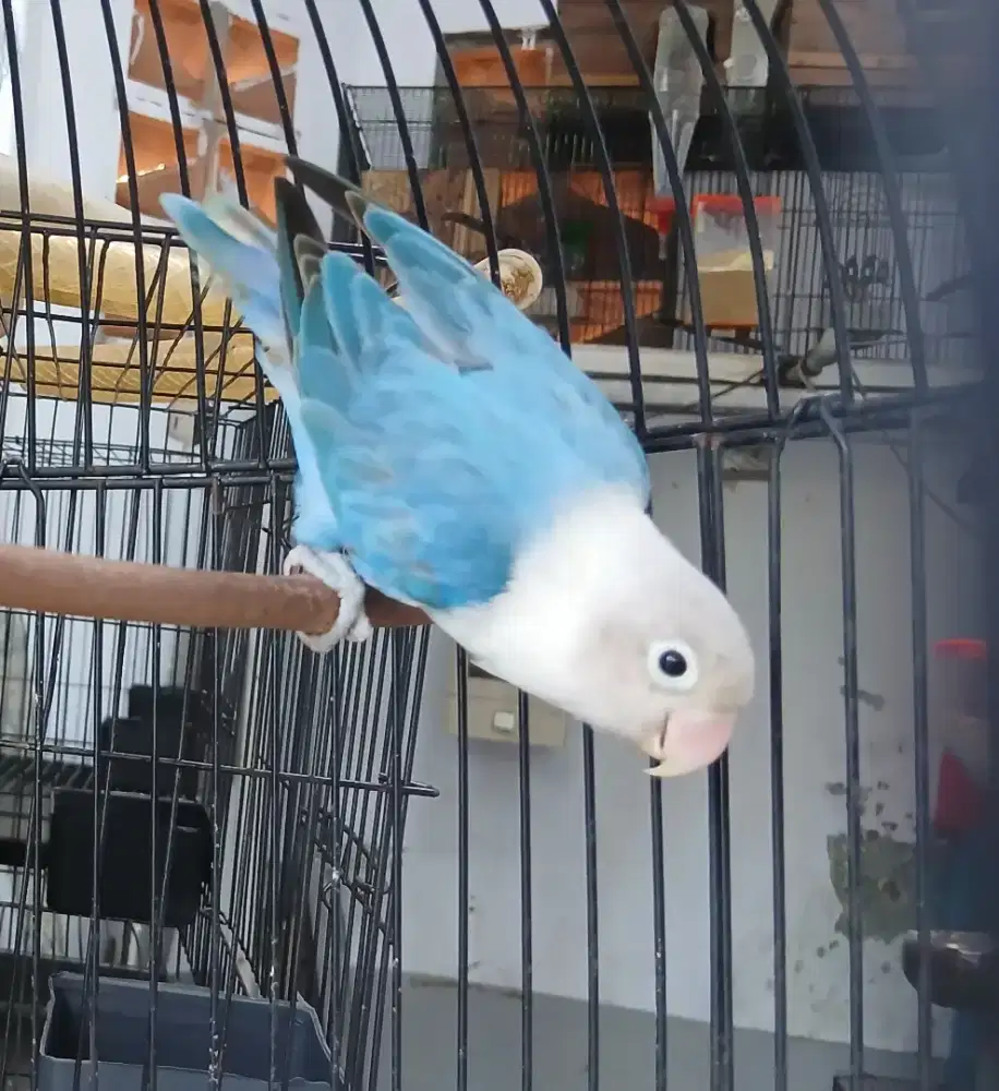 Burung biola lovebird LB opaline blue betina dewasa