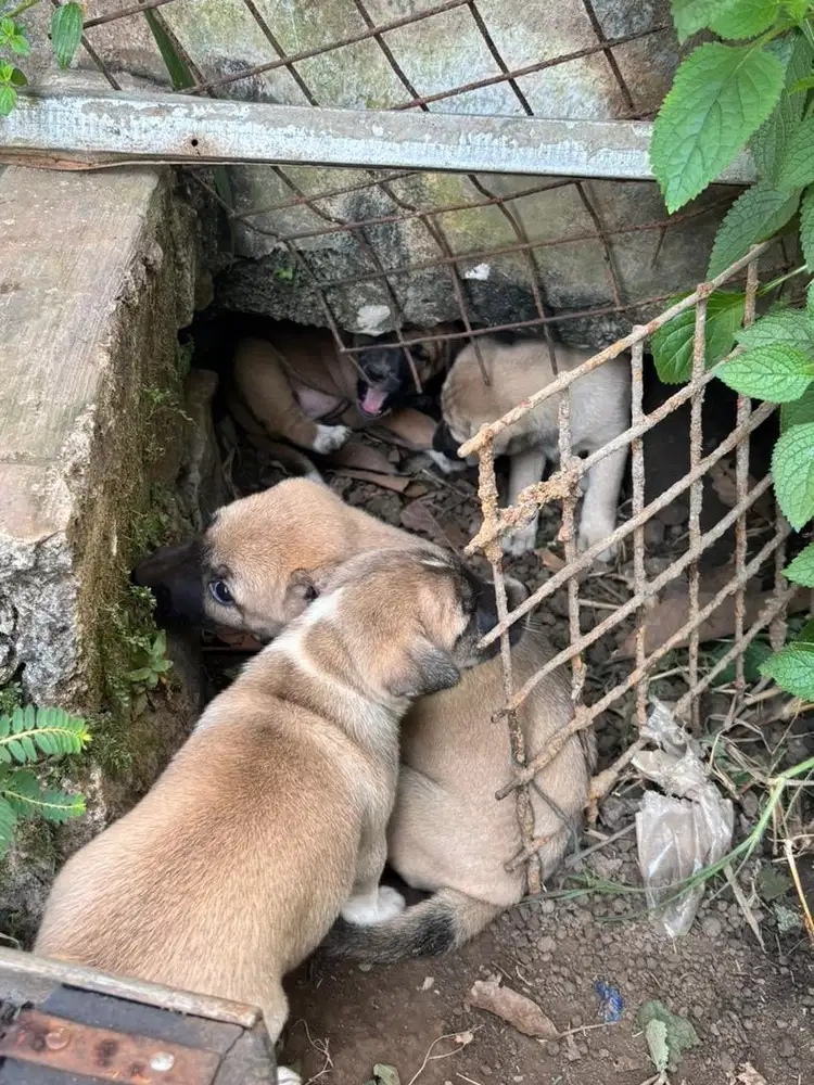 Anakan Anjing 3 ekor