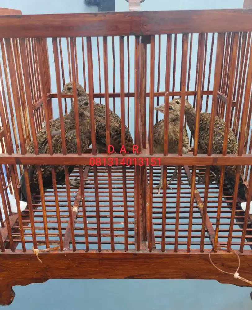 Ayam Hutan Hijau (AHH)
