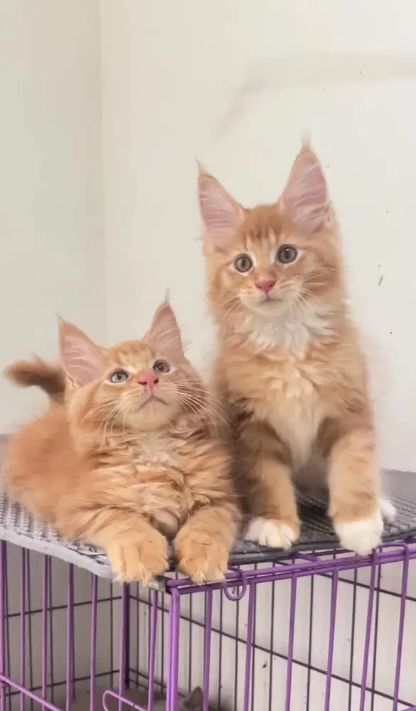 Kitten mainecoon jantan
