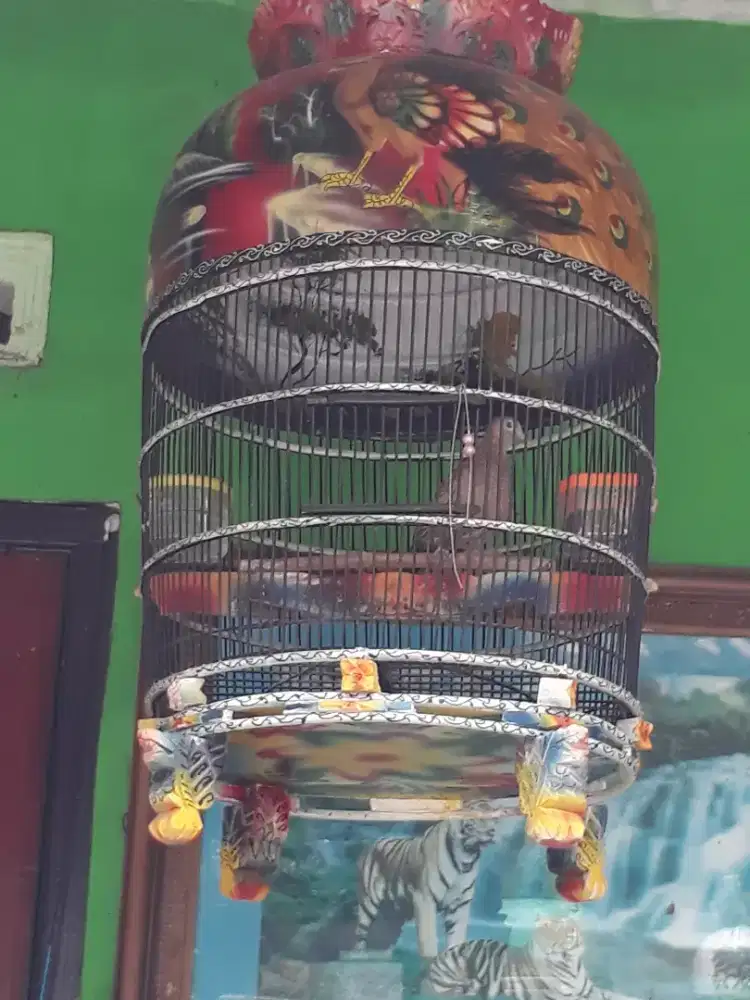 DIJUAL BURUNG PERKUTUT, jenis katuranggan kalung tepung