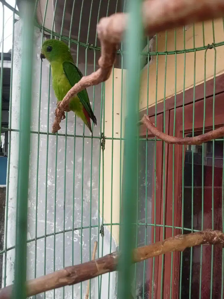 Burung sumatera mini