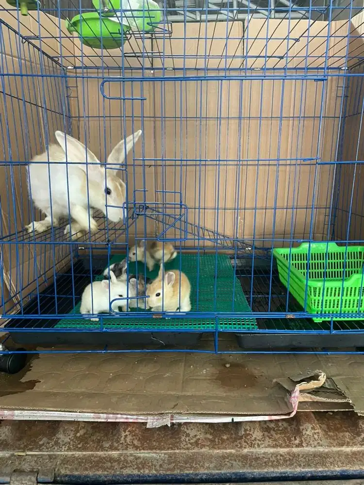 Kelinci Rex 1 Keluarga Fullset