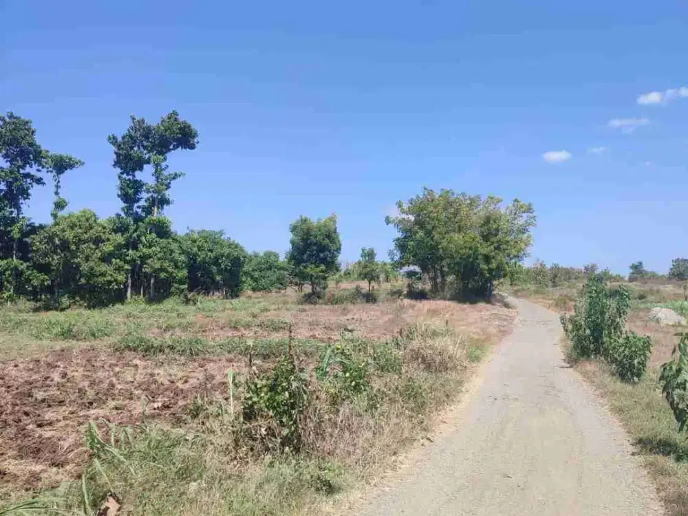 Tanah disewakan 50ha di Situbondo