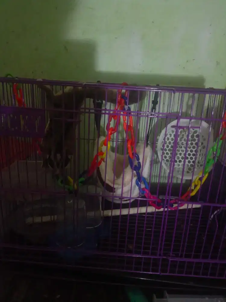 Sugar glider jantan