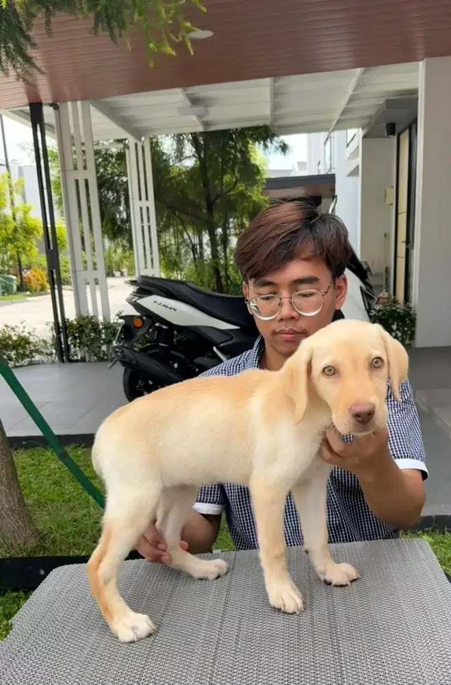 Labrador cakep betina