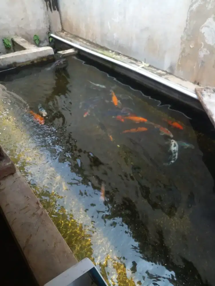 Ikan koi size 30sd45