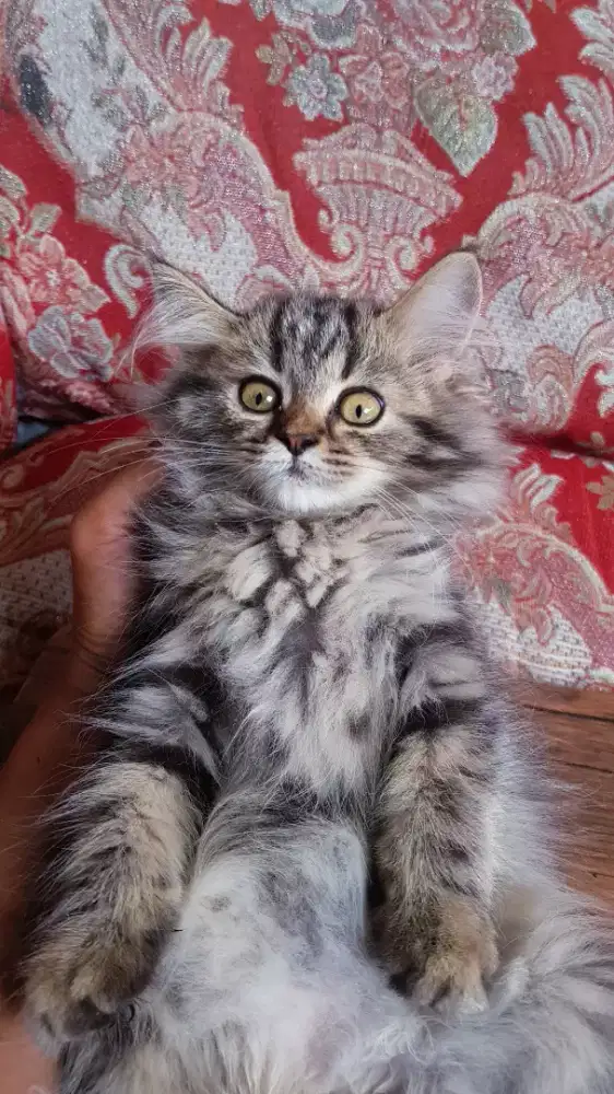 Lepas Adopsi Kucing Persia