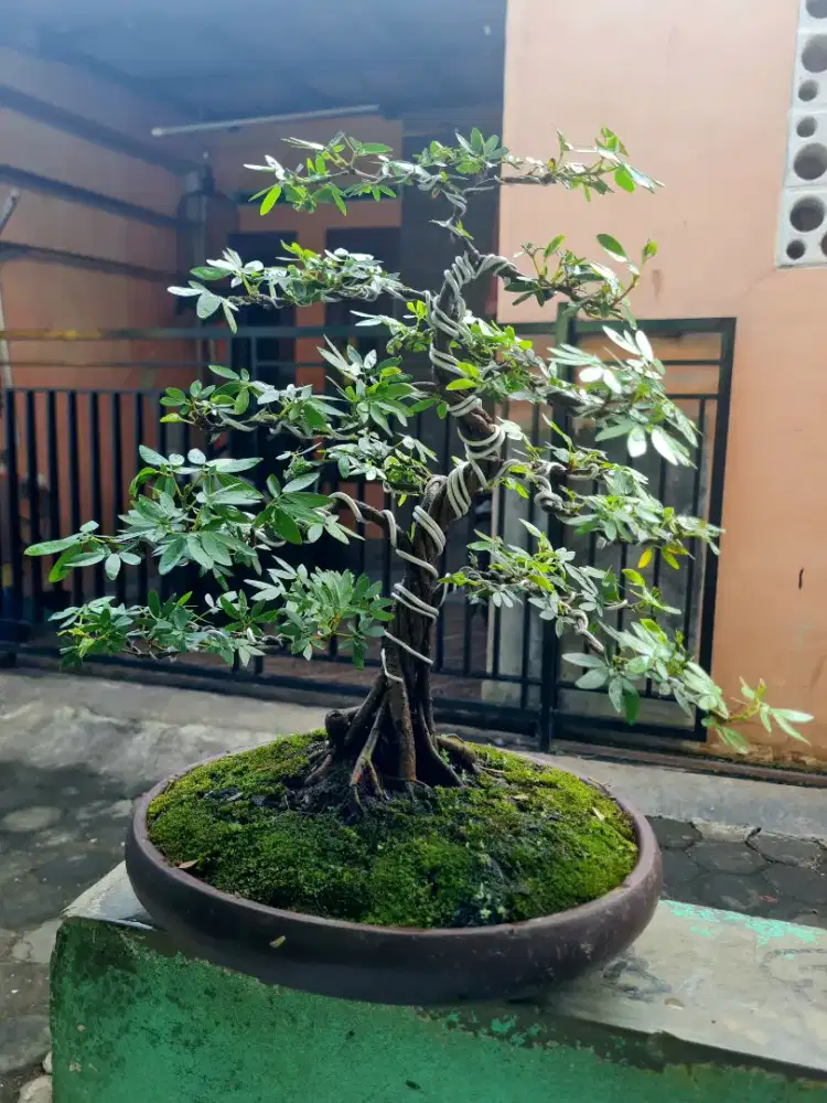 Bonsai kaliandra gabungan