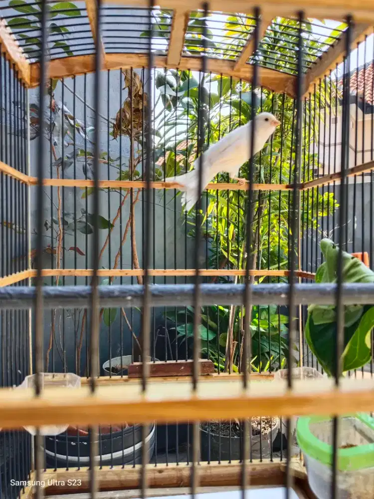 Burung Kenari AF Bahan Riwikan Jantan