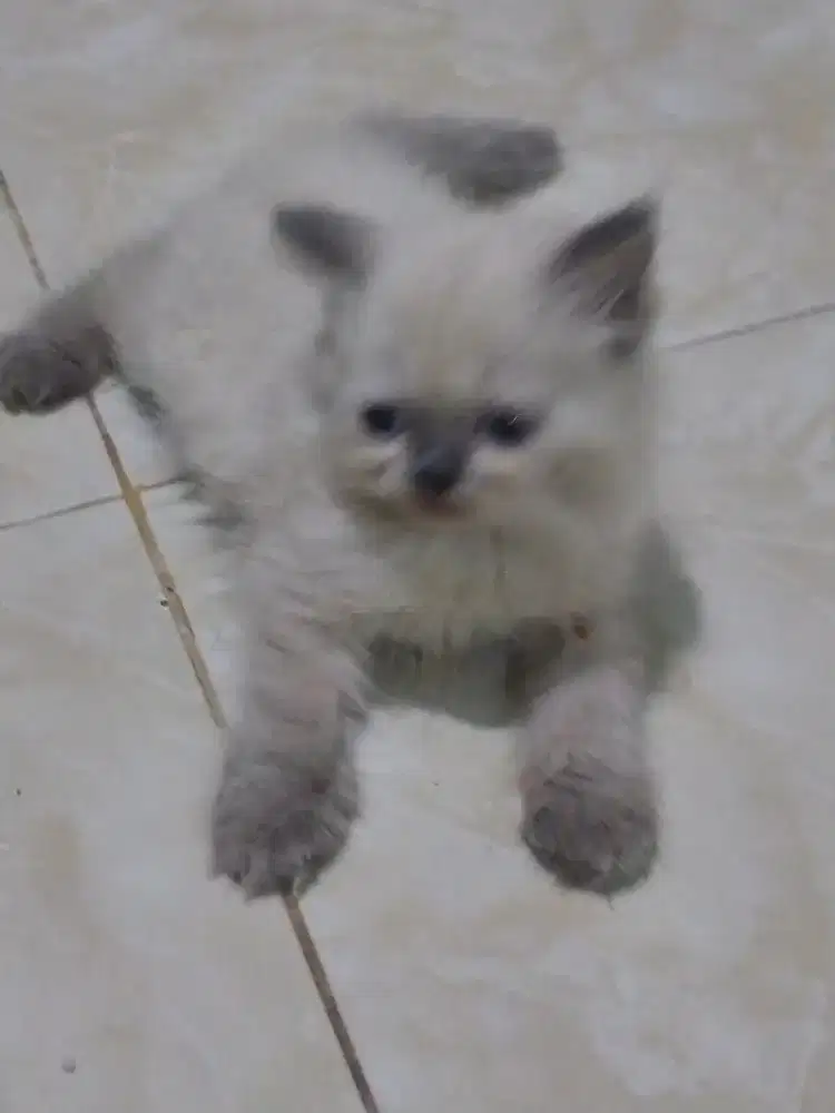 Kitten Himalaya Jantan Usia 2 bulan