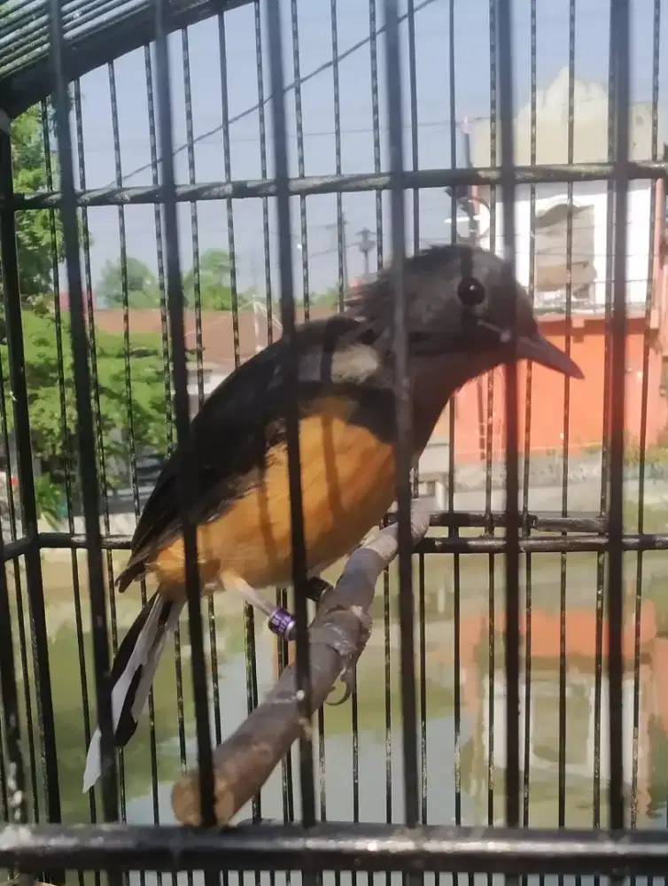 Murai betina blorok 2titik usia 6+/-bln
