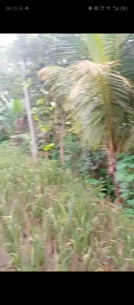 Dijual kebun buah produktif,view bagus di Purwakarta (Bisa nego)