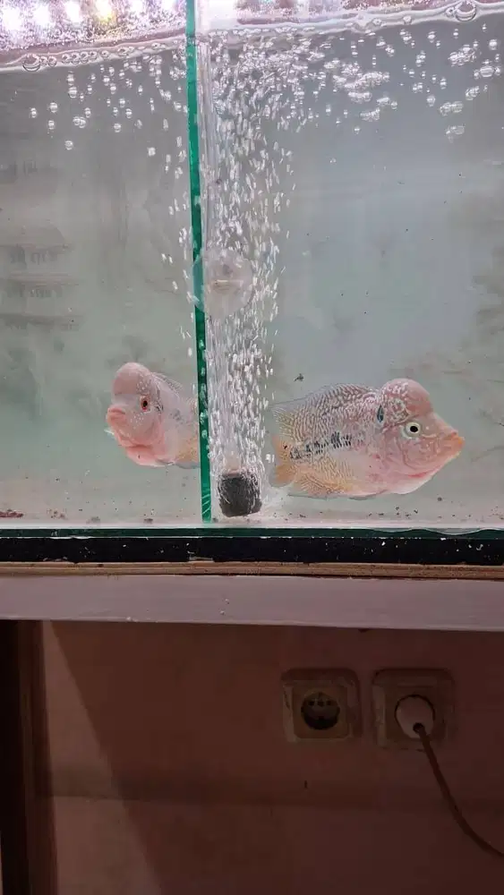 louhan srd 3 jari mata putih dan merah