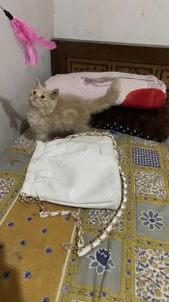 Persia flatnose (jantan)