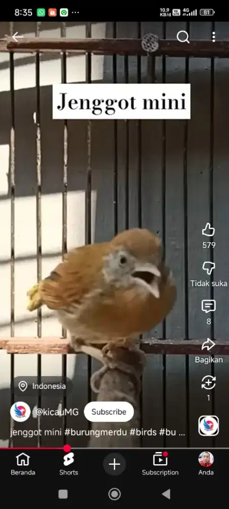 Burung buat dempetan full set