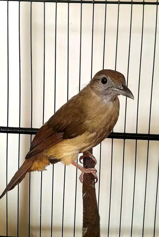 Burung kapas tembak gacor buka ekor