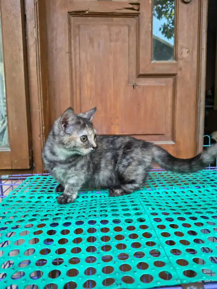 Ready for adopt munchkin betina 3,5 bulan