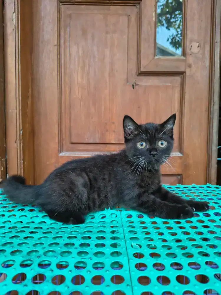 Ready for adopt Scottish Stright 2,5 bulan