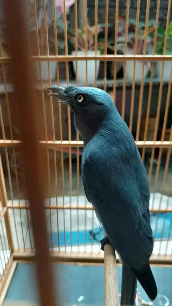 Srigunting mata putih gacor materi bagus