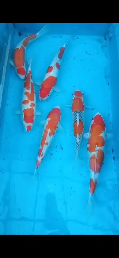 Ikan koi HQ 37-43cm