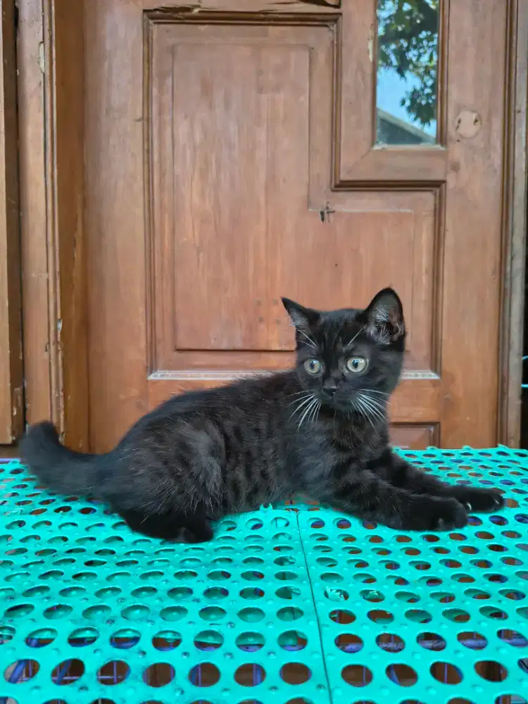 Ready for adopt Scottish Stright jantan 2,5 bualan