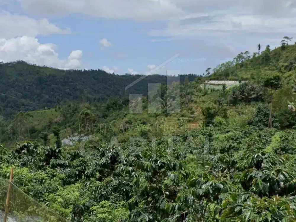 3 KEBUN PINGGIR JALAN DESA MEKAR MUKTI CIBINONG CIANJUR PERBATASAN BANDUNG SELATAN