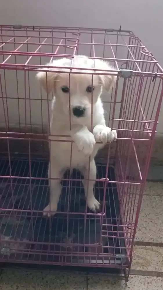 Anak Anjing Lucu